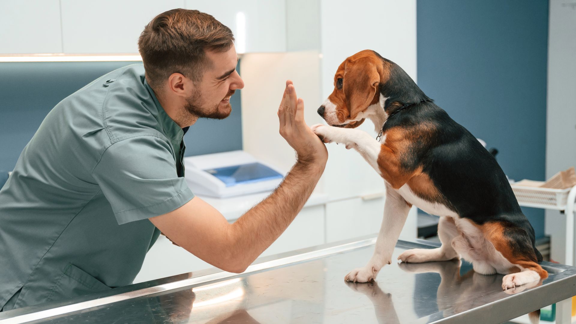 Pet Wellness Exams in Oromocto: What Happens at Your Dog or Cat’s Yearly Checkup